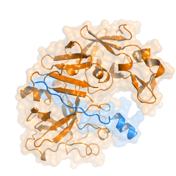 蛋白-小肽对接